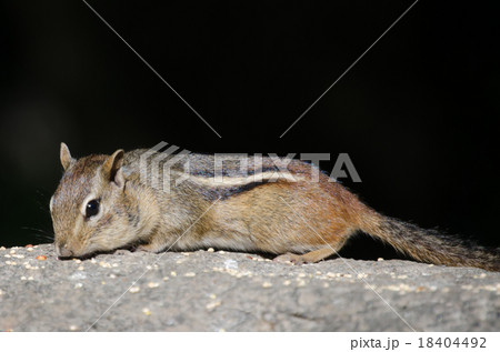 チップモンク 18404492