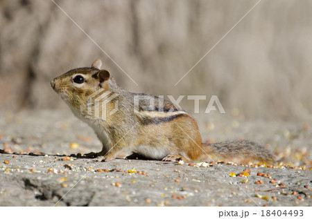 チップモンク 18404493