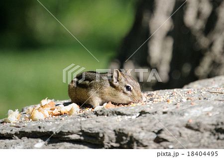 チップモンク 18404495