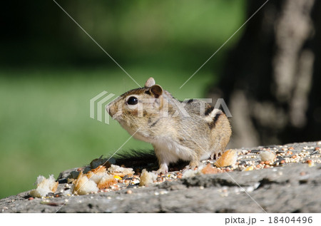 チップモンク 18404496