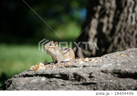 チップモンク 18404499