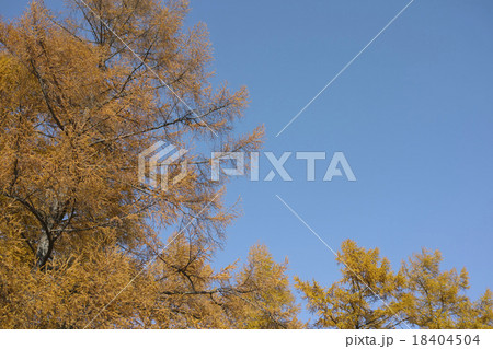カラマツの黄葉 18404504