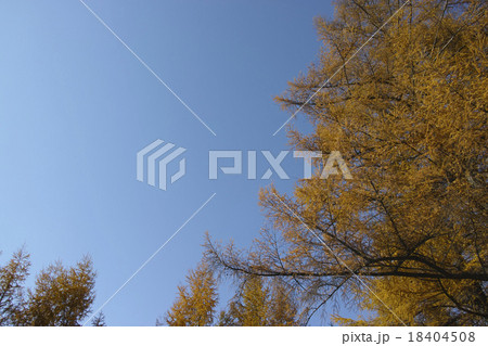 カラマツの黄葉 カラマツの黄葉 18404508