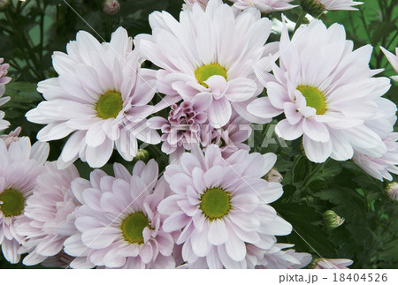 菊 18404526