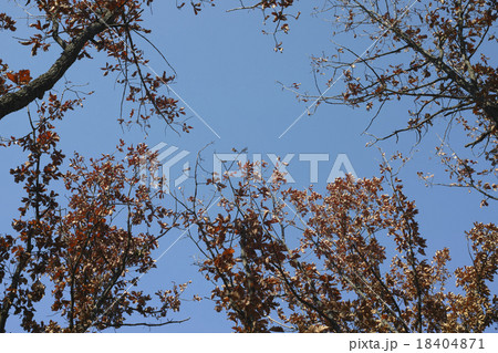 カシワの黄葉 18404871