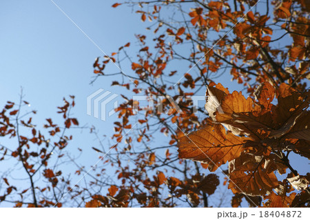 カシワの黄葉 18404872