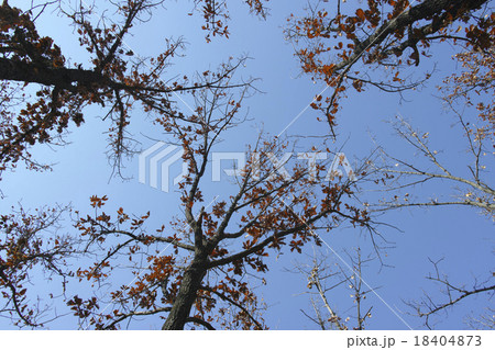 カシワの黄葉 カシワの黄葉 18404873