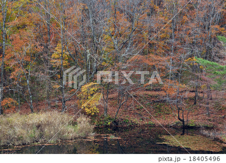 タカドヤ湿地2 18405496