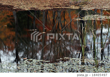 タカドヤ湿地3 18405497