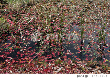 タカドヤ湿地8 18405503