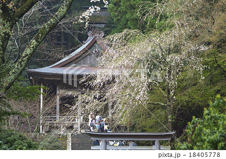 金峯神社 拝殿　桜 18405778