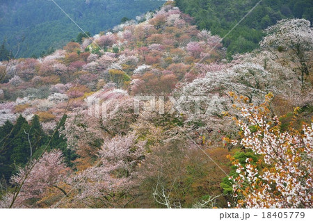 吉野山の山桜 18405779
