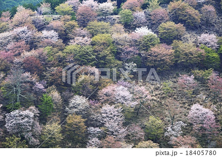 吉野山 満開の山桜 18405780