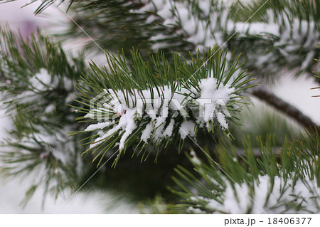 First winter snow branches First winter snow branches 18406377