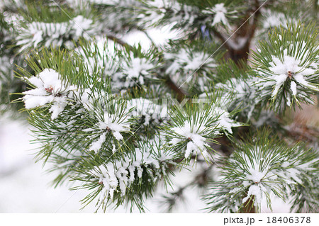 First winter snow branches 18406378