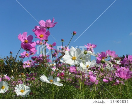 青空に桃色と白色のコスモス 青空に桃色と白色のコスモス 18406852