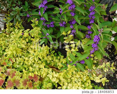 秋の寄せ植え 18406853