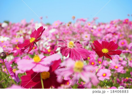 満開のコスモス 満開のコスモス 18406883