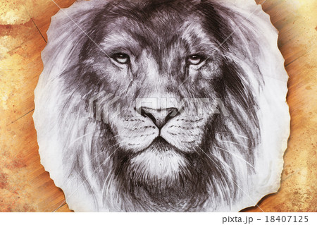 Drawing of a lion head with a majestically 18407125