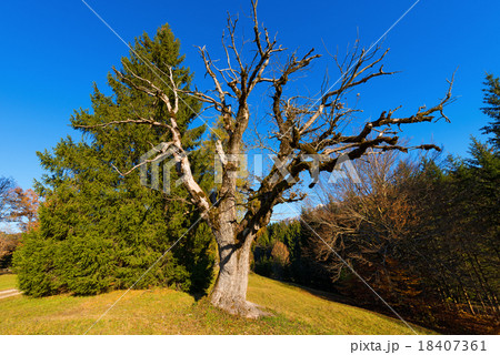 Green Pine and Leafless Tree Oak Green Pine and Leafless Tree Oak 18407361