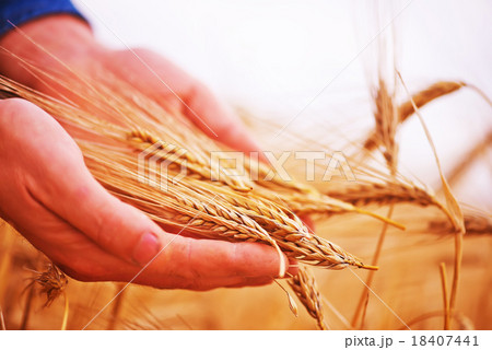 wheat wheat 18407441