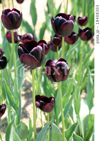 世羅高原農場 チューリップ花畑 黒いチューリップの写真素材