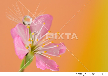 庭梅とタンポポ　水滴写真 18408349