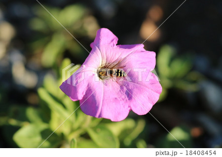 蜂 18408454