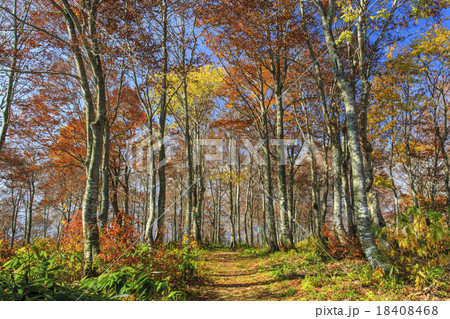 岩岳マウンテンビュー 18408468