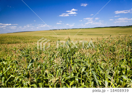 grow corn 18408939