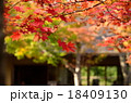 日本庭園の紅葉 18409130