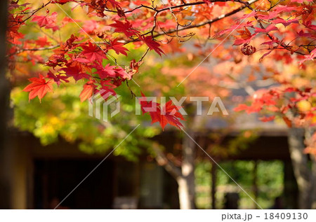 日本庭園の紅葉 18409130