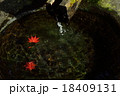 水面に漂う紅葉 18409131