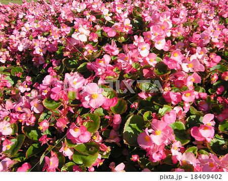 濃い桃色のベコニアの花が綺麗です 18409402