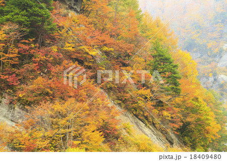 奥裾花渓谷 18409480