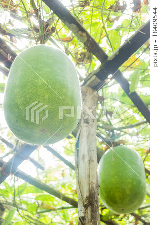 Fresh of green Winter melon on the tree Fresh of green Winter melon on the tree 18409544