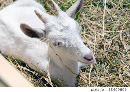 the young goat eating hay  18409601
