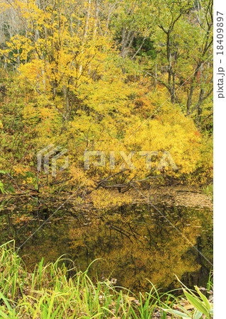 奥裾花自然園 18409897