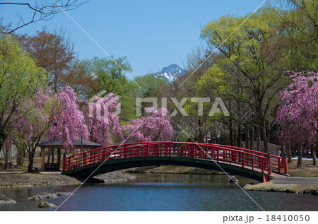 桜の季節の湯沢中央公園の写真素材