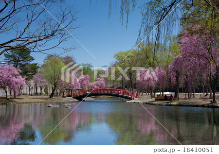 桜の季節の湯沢中央公園の写真素材