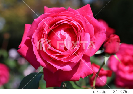 バラ 18410769