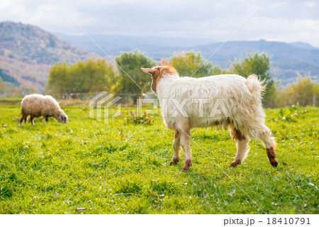 Goat - selective focus over the goat 18410791