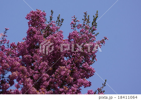 蛇の目エリカ　冬から春にかけて咲きます。 18411064