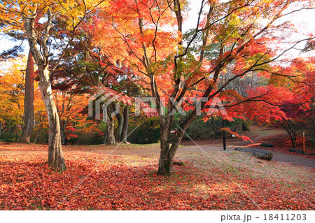 上ノ山公園、もみじ広場 上ノ山公園、もみじ広場 18411203