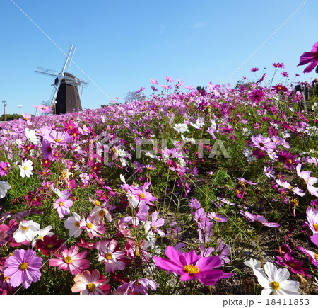 鶴見緑地　コスモス　風車 18411853