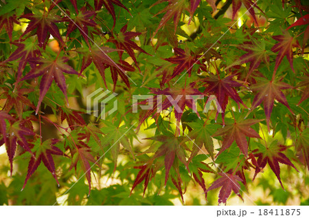 紅葉　兆し 18411875