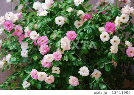 白とピンクのミニバラの写真素材