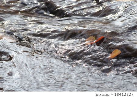 紅葉筏 紅葉筏 18412227