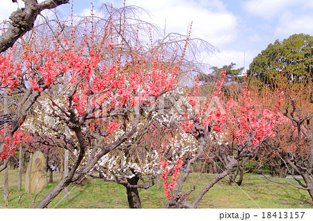 緑ヶ丘公園(兵庫県 伊丹市)の梅林 緑ヶ丘公園(兵庫県 伊丹市)の梅林 18413157