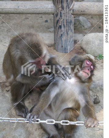 C群のサルの毛づくろい（高崎山自然動物公園） 18413361